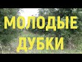 Франция.Чёрный трюфель.Поиск черного трюфеля свиньями.