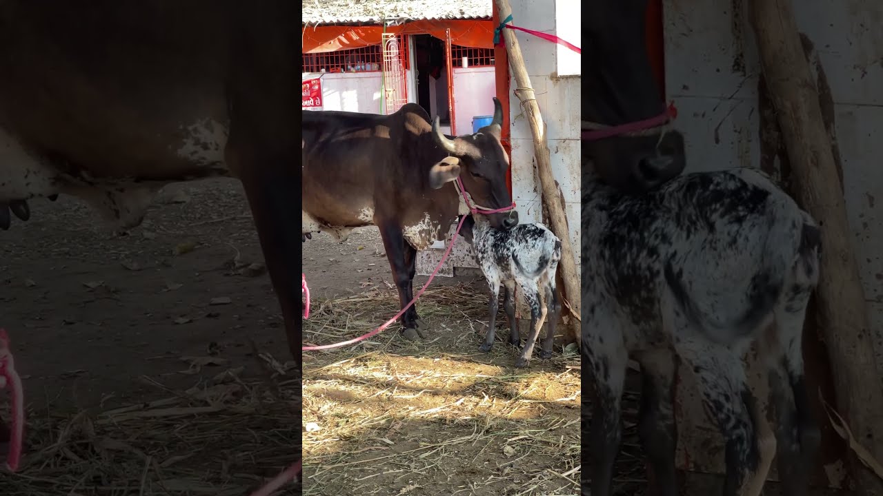 300 गौ-माता का पालनहार | गांधारी गौ शाला | 🔥 Karm Helping Hands #help #shorts #shortsvideo