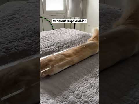 Special Agent Frederic on a mission 😹 #furryfritz #catographer #cat #funnycat #funnycatvideos