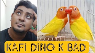 Kafi dino k bad | lovebirds breeding business | AHSAN PETs by AHSAN PETs 1,687 views 4 days ago 8 minutes, 1 second