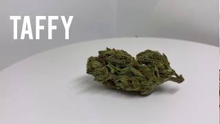 Taffy
