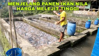 Red Tile Fish Seconds Before Harvest Prices Are Right Now Soaring High