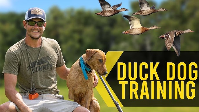 Duck Dog Tip of the Week: Introducing your Pup to Training Dummy - Delta  Waterfowl