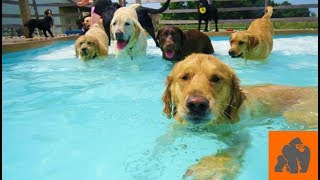 Dogs are Crazy About Swimming Pools - Part 1 by Crazy Gorilla 966 views 5 years ago 3 minutes, 2 seconds