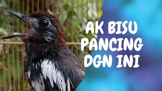 Suara Pancingan Anis Kembang Pagi Hari