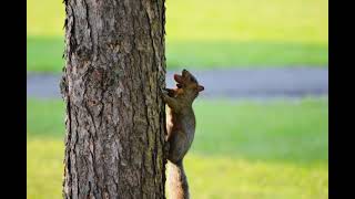 Squirrel Photo 25
