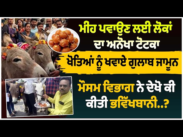 ਮੀਂਹ ਪਵਾਉਣ ਲਈ ਲੋਕਾਂ ਦਾ ਅਨੋਖਾ ਟੋਟਕਾ , ਖੋਤਿਆਂ ਨੂੰ ਖਵਾਏ ਗੁਲਾਬ ਜਾਮੂਨ | Viral Video