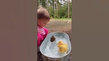 baby and ducklings 🎥 mamasoli_go