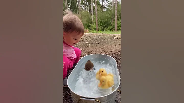 baby and ducklings 🎥 mamasoli_go