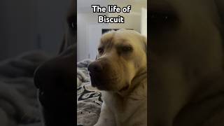 The Life of Biscuit - Sunday Edition #labradorretriever #dog #dogsonyoutube #dogshorts