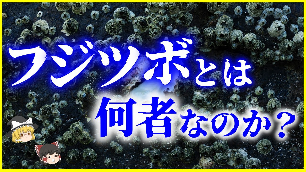 ゆっくり解説】貝ではない⁉高級食材⁉「フジツボ」の生態を解説 