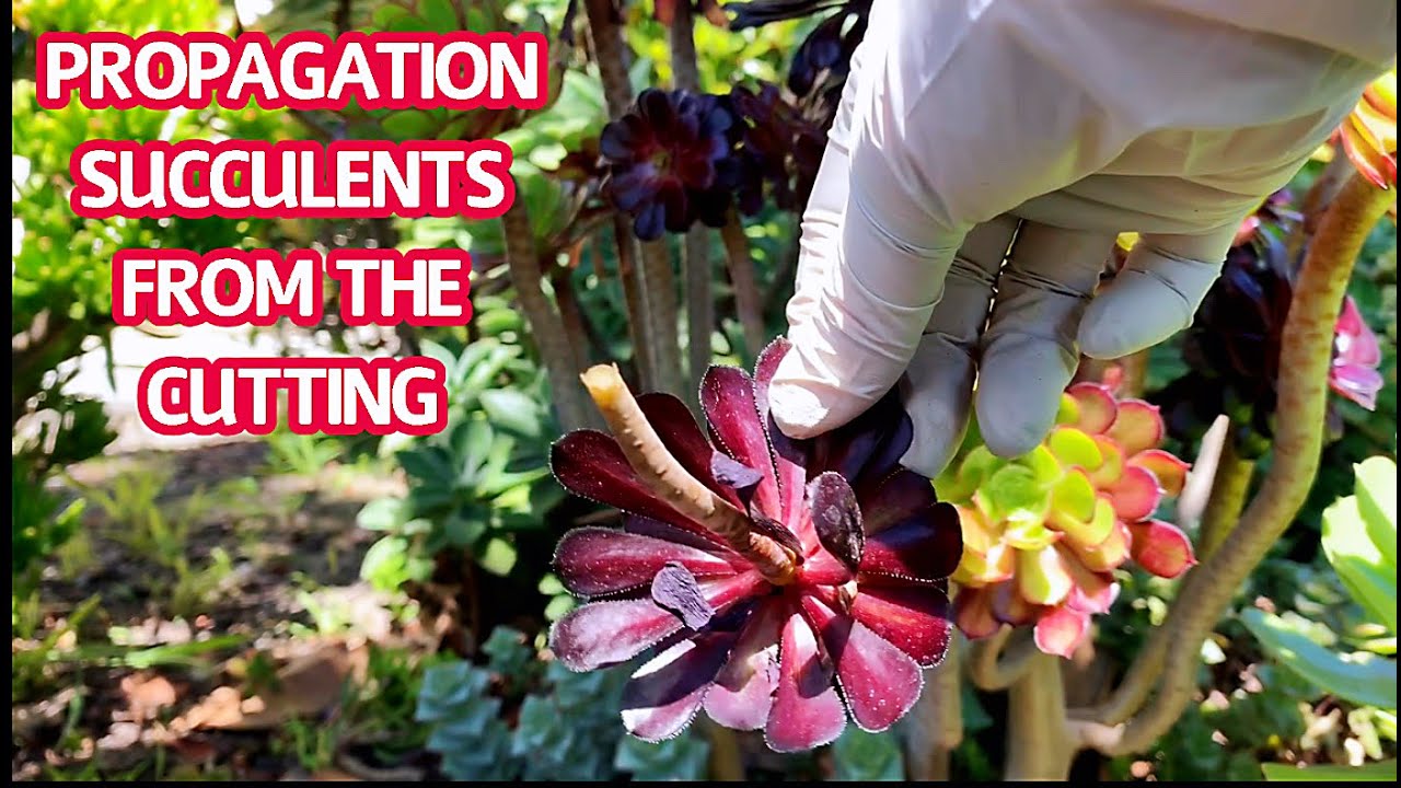 #163 HOW TO PROPAGATE SUCCULENTS FROM CUTTINGS | Cách nhân giống sen đá ...
