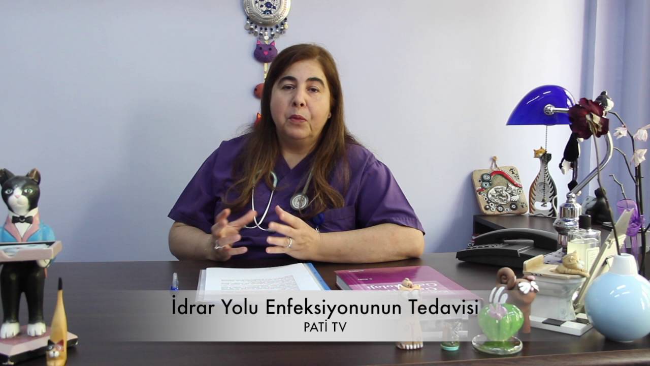 Kedi Ve Kopeklerde Idrar Yolu Enfeksiyonunun Tedavisi Youtube