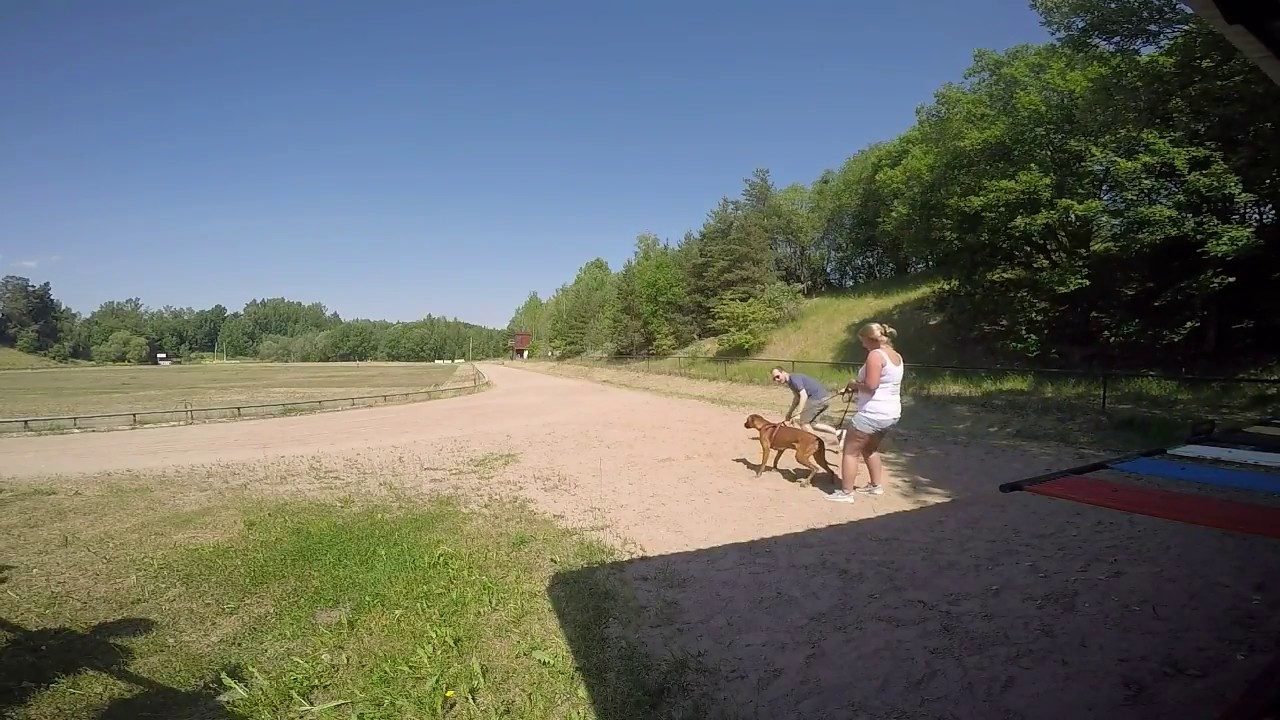 Teslas Winning run at Ridgeback Race 2018 - YouTube