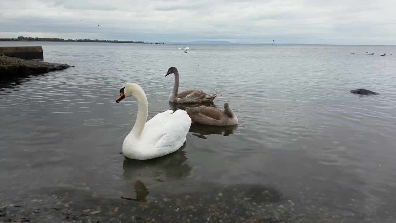LOUGH NEAGH IRELAND 🇮🇪