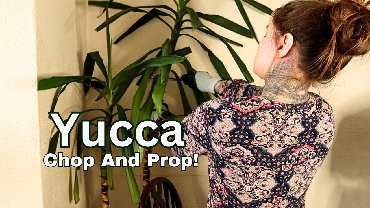 Yucca Indoor Plant - Extreme Chopping And Propagating - YouTube