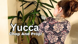 Yucca Indoor Plant - Extreme Chopping And Propagating