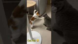 Cat Funny Video's 😂 #USA #AmericanPets #CatsofUSA