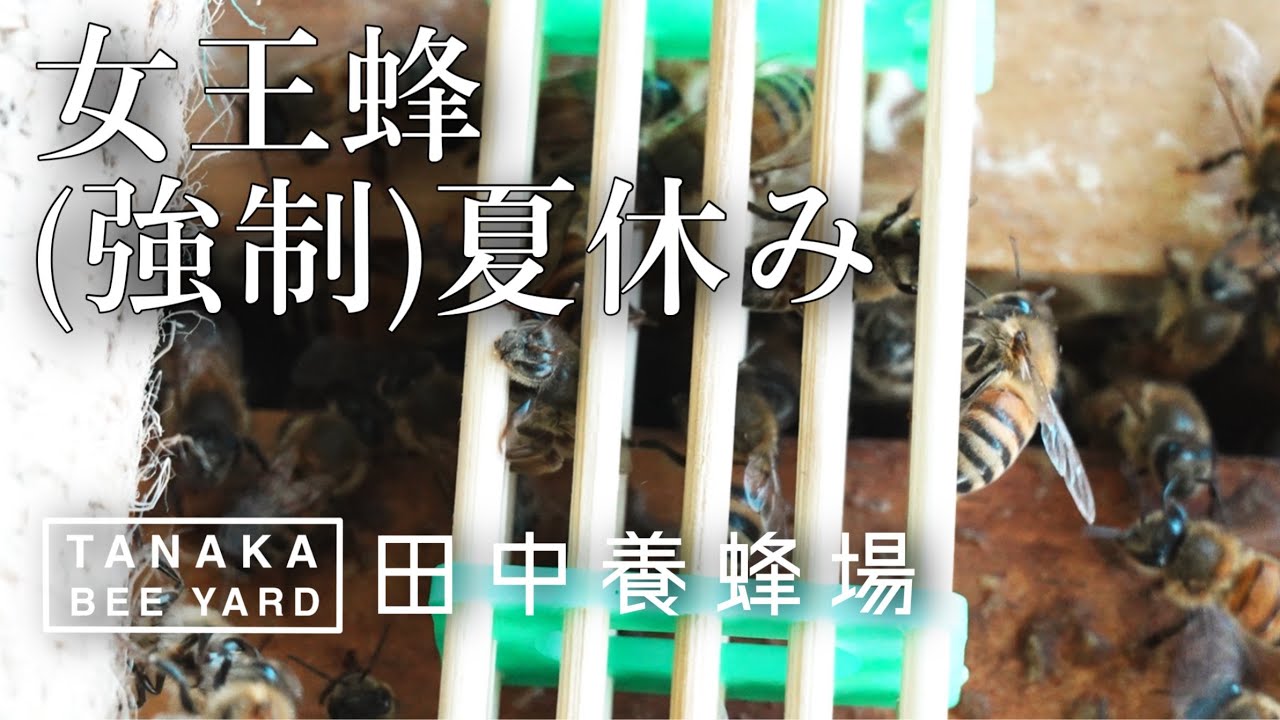 採蜜群の始末をつける　夏は過ぎ去った