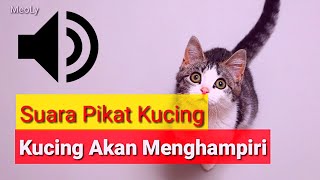 10 Menit Suara Pikat kucing | Kucingmu akan menghampiri dengar suara ini by MeongLy 114 views 2 years ago 10 minutes, 9 seconds