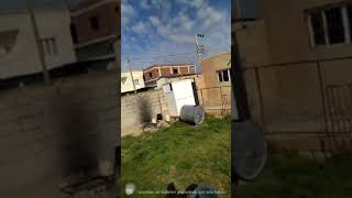 Yarıştan Kuşu Gelen Stayfın Sait Kurtay