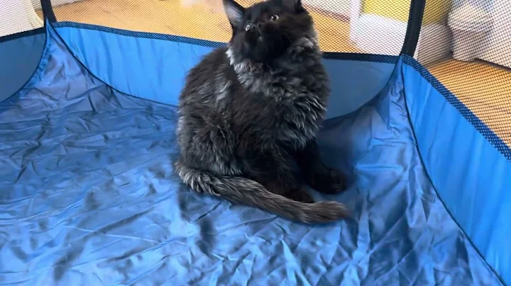 Watch the video about Kiah - High Black Silver Smoke Maine Coon female kitten available for sale