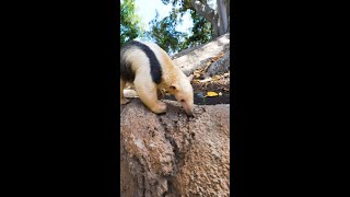 Tatis the Tamandua sniffed out his Colombia 🇨🇴 v Portugal 🇵🇹 pick #FIFAWorldCup #YouTubePartner