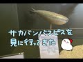 フィンランドのサカバンバスピスを見に行く会