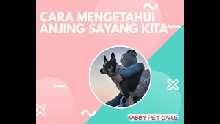 CARA MENGETAHUI ANJING SAYANG KITA // TABBY PET CARE