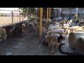 Dinner time at Vafa Animal Shelter - Hashtgerd, Iran