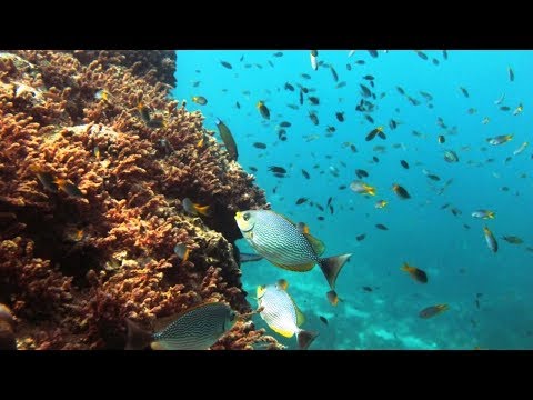 Video: La belleza del mundo submarino de los mares: foto