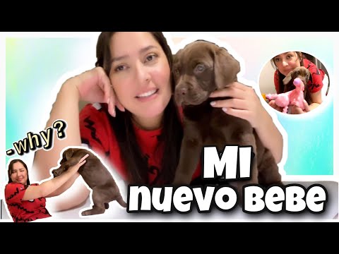 Vídeo: Puppy Shower: Una Fiesta Para Dar La Bienvenida A Su Nuevo Miembro De La Familia