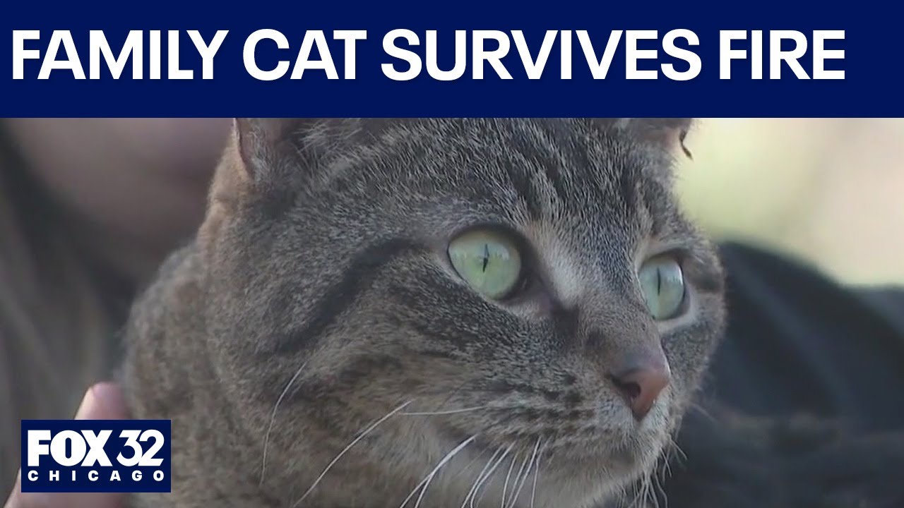 Indiana family's cat found alive days after devastating fire - YouTube