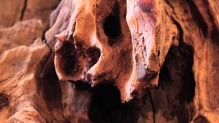 Mesa Centro Steelwood Organic Doble.