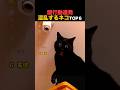 海外でバズった、混乱して謎行動を連発するネコたちTOP6！！