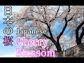 日本の桜 01 - Sakura , Wind Sounds , Gunma , Japan