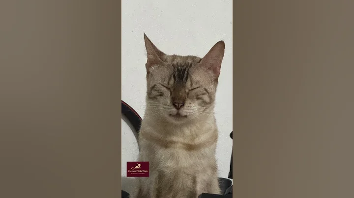 Video 10292181: bengal cat, pet food