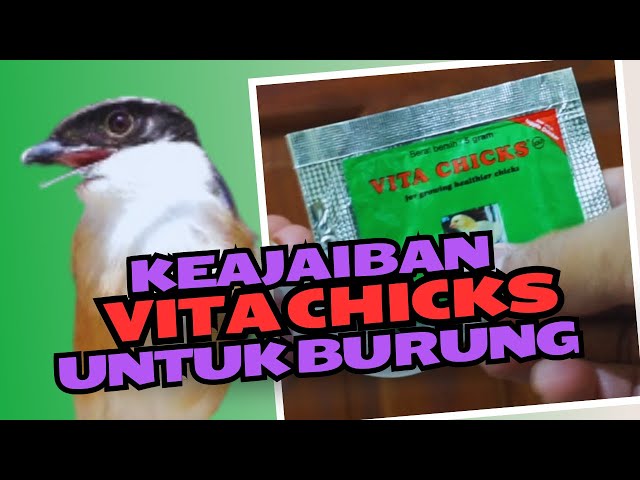 4 KEAJAIBAN VITA CHICKS UNTUK BURUNG KICAU class=