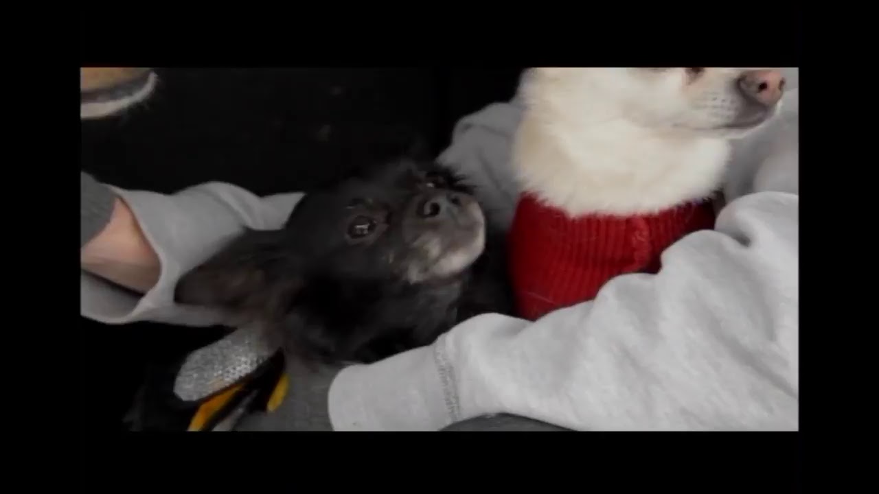 Sunday River TV | Wake Up, Sunday River! and the South Ridge Roof Cam Feed