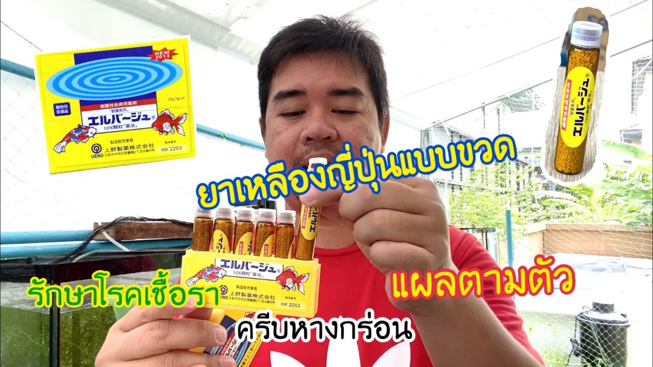 ยาเหลืองญี่ปุ่นแบบขวด สำหรับรักษา โรคที่เกิดจากเชื้อแบคทีเรีย  ตัวเปื่อย  ตกเลือด  ครีบเปื่อย