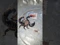 how A scorpion protects its Babies on her back #shorts