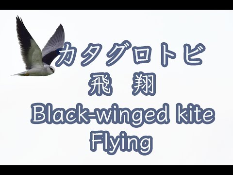 【石垣島動画野鳥図鑑】カタグロトビ 飛翔 Black winged kite Flying 4K