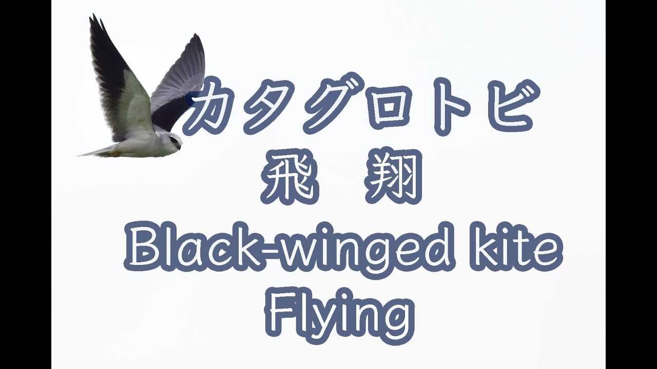 石垣島動画野鳥図鑑】カタグロトビ 飛翔 Black winged kite Flying 4K