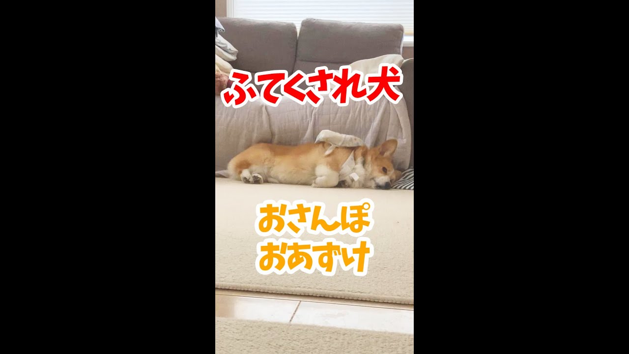ふてくされ犬 Shorts Youtube ふてくされ犬 Shorts Youtube