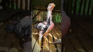 Download Lagu dj pong gucci prada 30 detik MP3