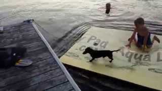 Weiner dog dock jump fail