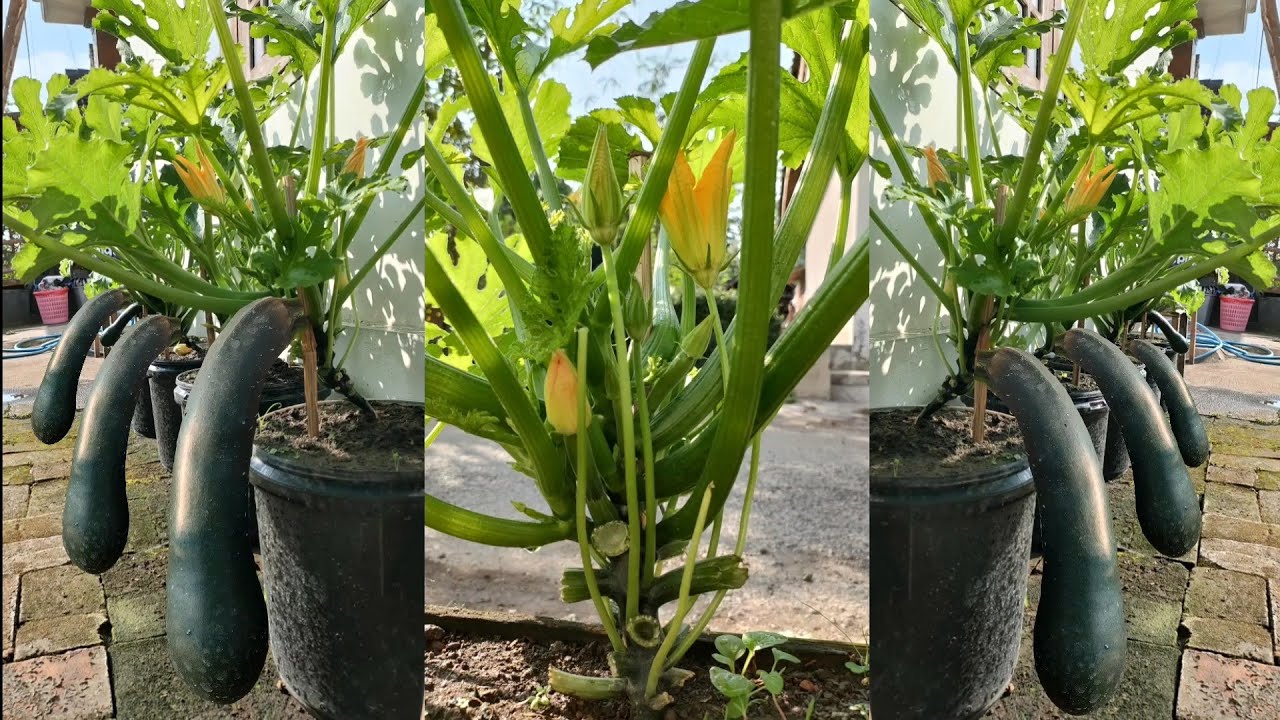 cara menanam zucchini dari benih sampai panen || how to grow zucchini