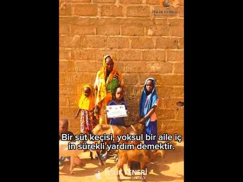 Bir keçi, bir aile için yeni bir başlangıçtır