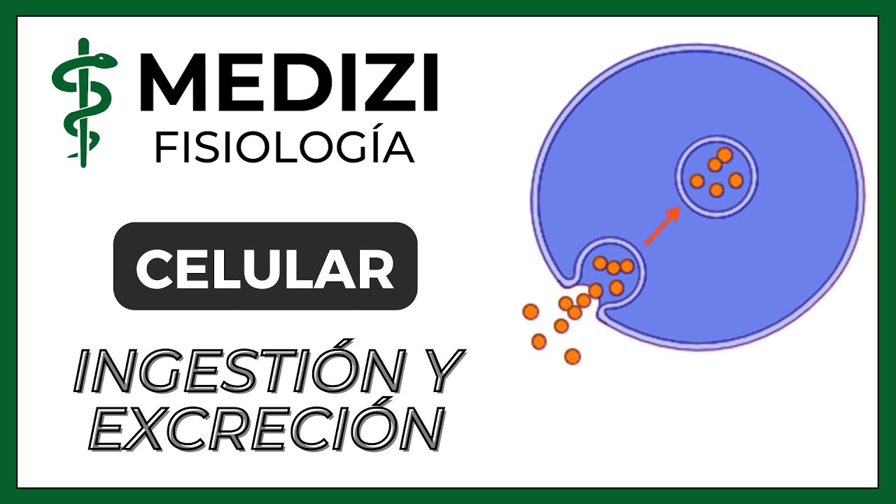 Fisiología Celular - Ingestión y Excreción celular (Endocitosis y Exocitosis) (IG:@doctor.paiva)
