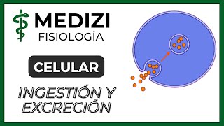 Fisiología Celular - Ingestión y Excreción celular (Endocitosis y Exocitosis) (IG:@doctor.paiva)